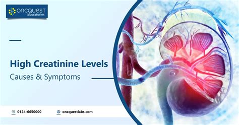 1.193 98 lv|Creatinine Levels: When to Worry About High and Low Creatinine .